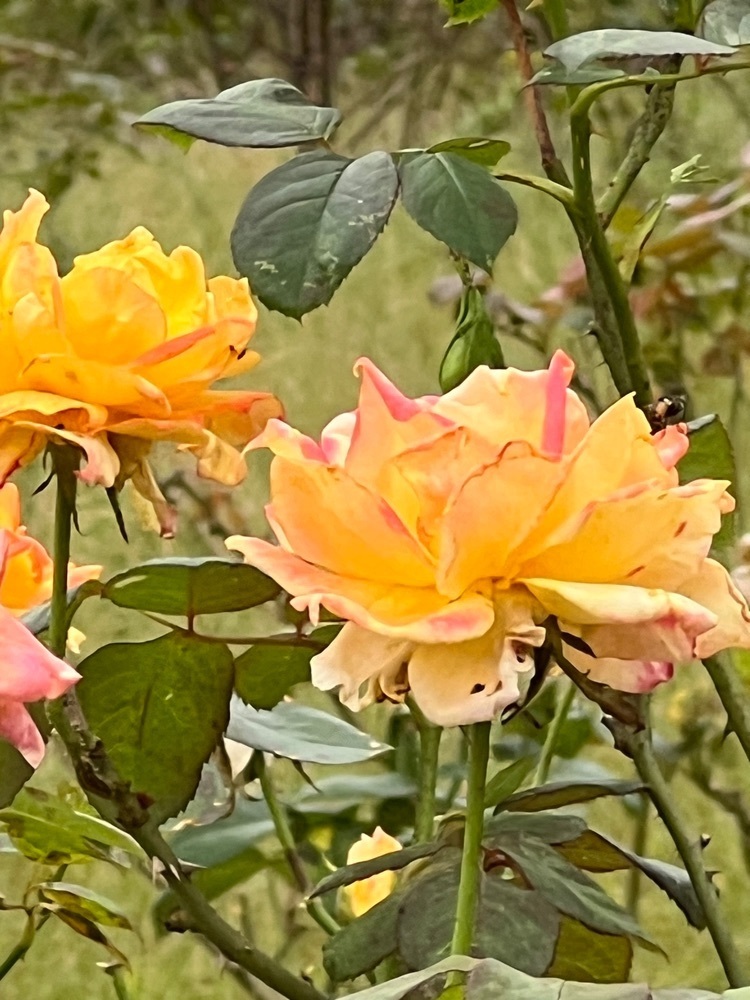 asomogさんが投稿した上府中公園に関する口コミの画像