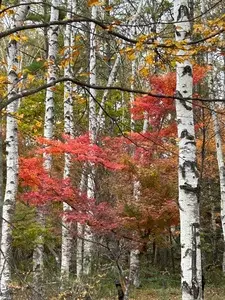 八千穂高原自然園