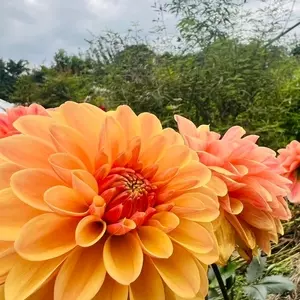 アイリスの丘