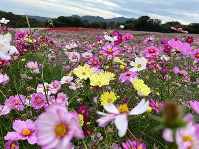 あわじ花さじき
