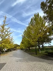メープルベース（MAPLE BASE）