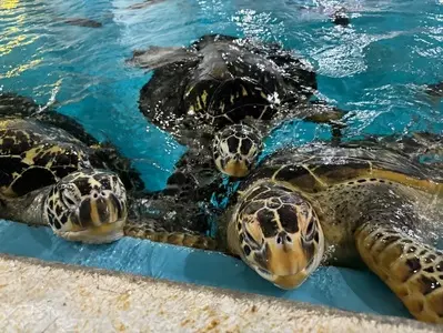 桂浜水族館