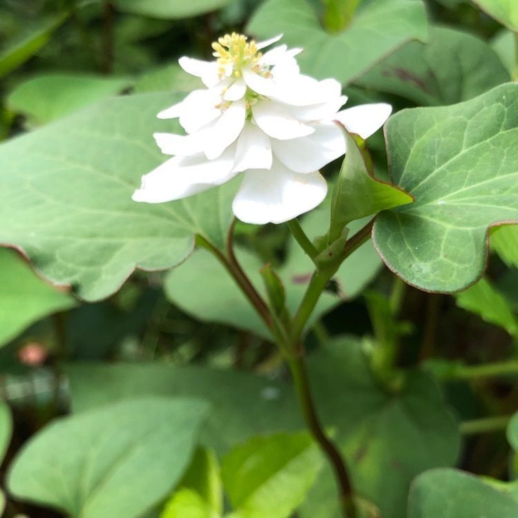 wonderfulさんが投稿した光則寺に関する口コミの画像