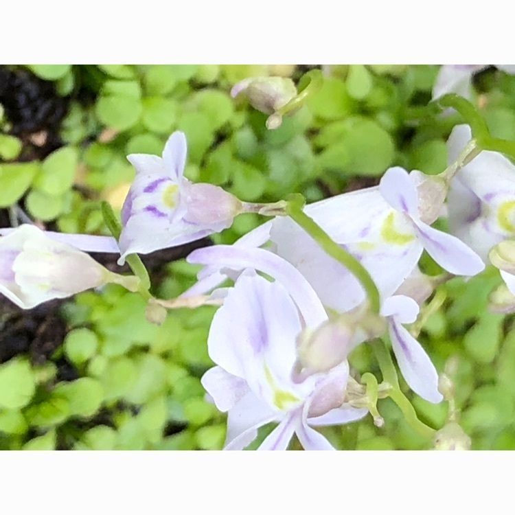 wonderfulさんが投稿した光則寺に関する口コミの画像