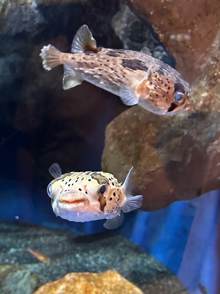 nico☺︎さんが投稿したおたる水族館に関する口コミの画像