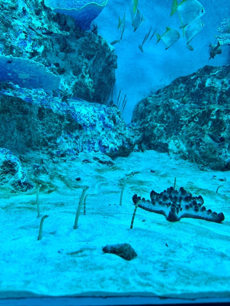 nico☺︎さんが投稿したおたる水族館に関する口コミの画像