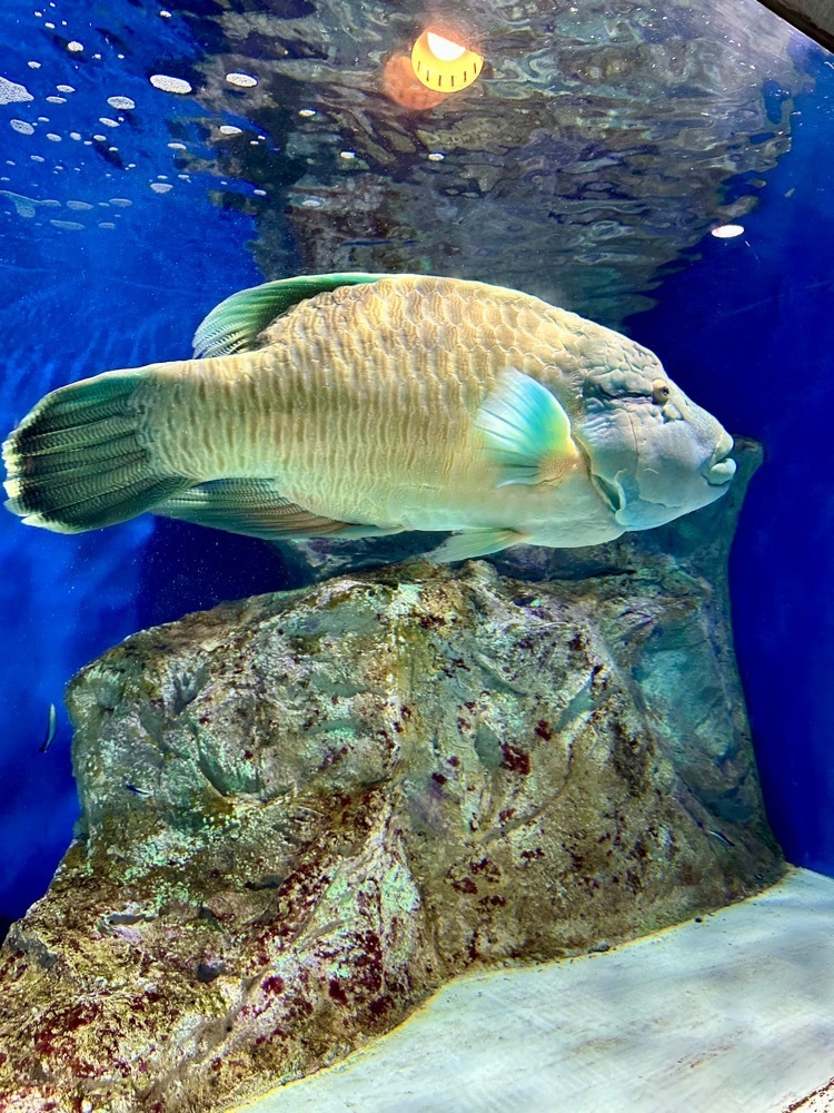 nico☺︎さんが投稿したおたる水族館に関する口コミの画像