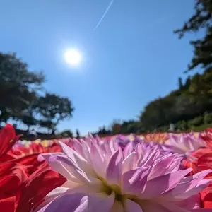 東松山ぼたん園のぼたん