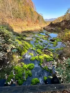 チャツボミゴケ公園
