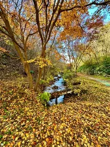 チャツボミゴケ公園