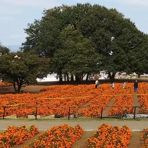 マリーゴールドの丘公園
