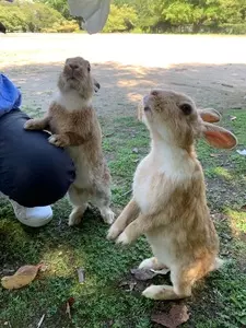 うさぎの島（大久野島）