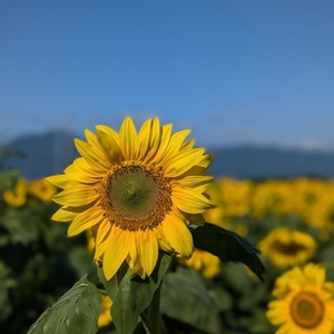 草津あおばな館 3枚目