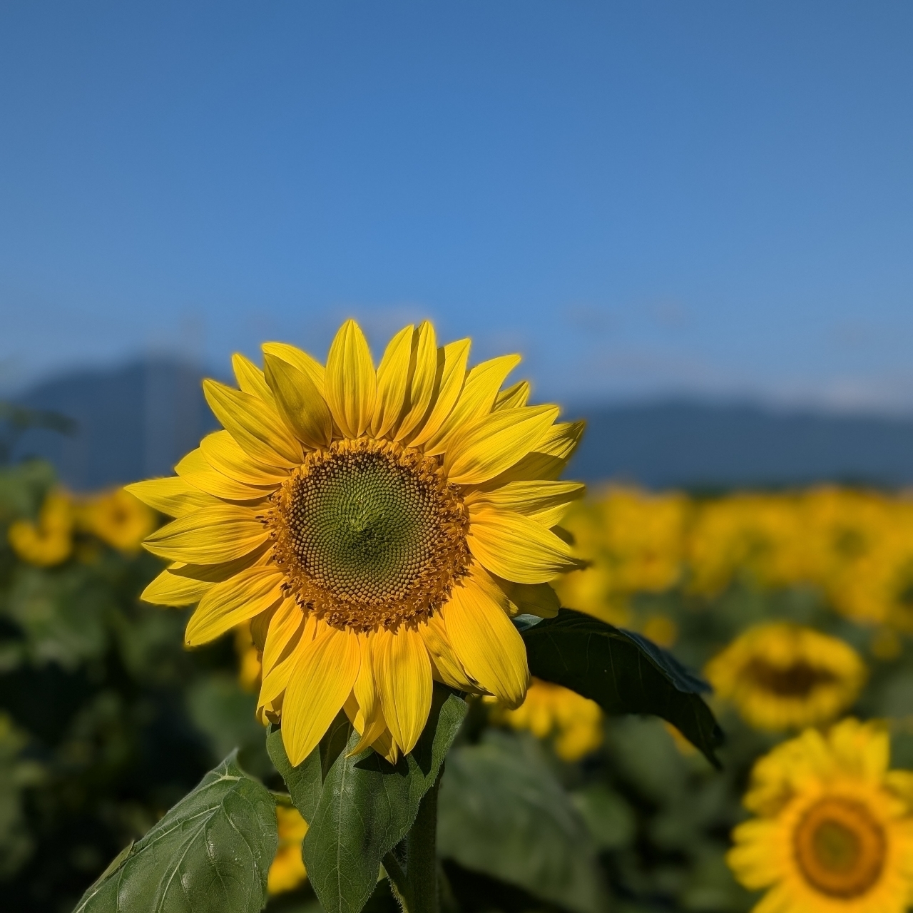 ぬっくさんが投稿した草津あおばな館に関する口コミの画像