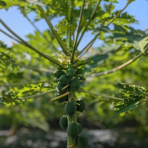 草津あおばな館 4枚目