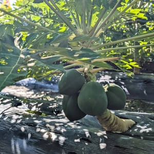 草津あおばな館 5枚目