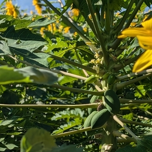 草津あおばな館 6枚目