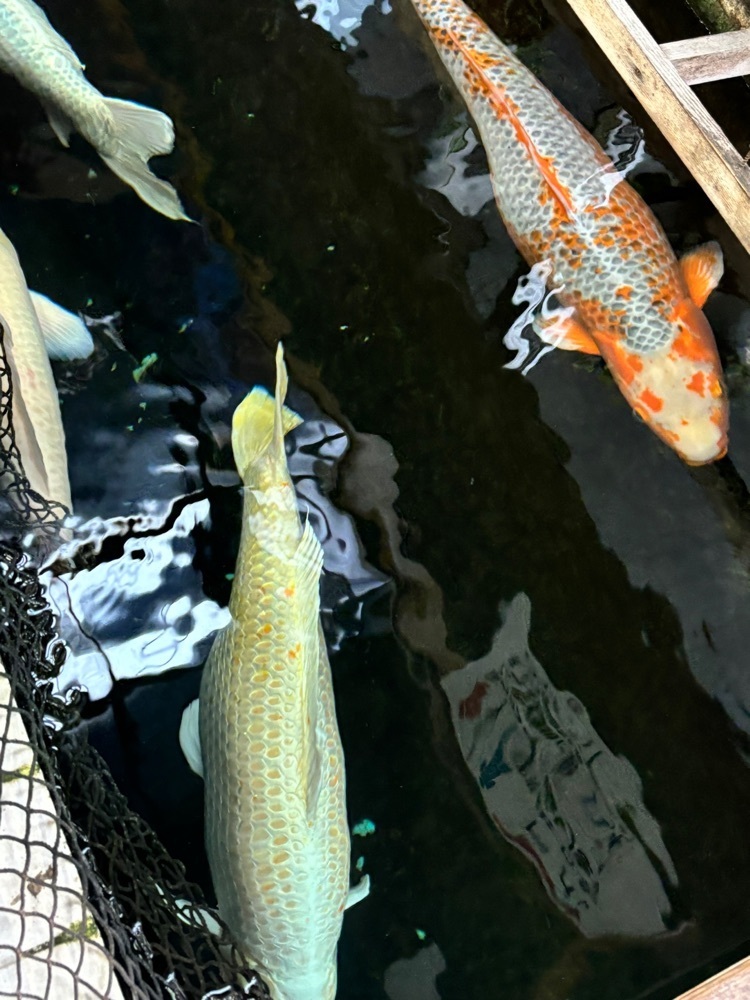 みーなさんが投稿したまごころ（宮武讃岐製麺所）に関する口コミの画像