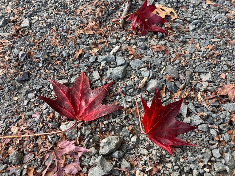 Howl Monさんが投稿した静岡県立森林公園ピクニックガーデンに関する口コミの画像