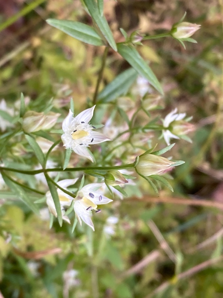 Howl Monさんが投稿した静岡県立森林公園ピクニックガーデンに関する口コミの画像