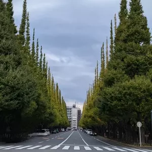 いちょう