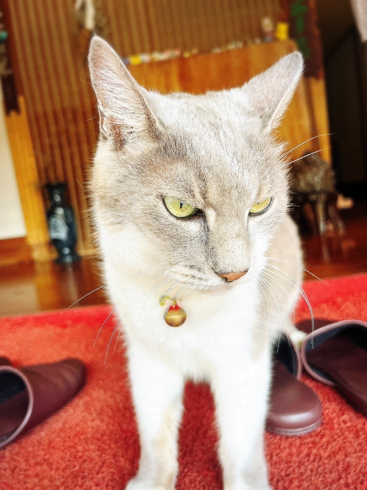 猫なぎ。さんが投稿した三川温泉スキー場に関する口コミの画像