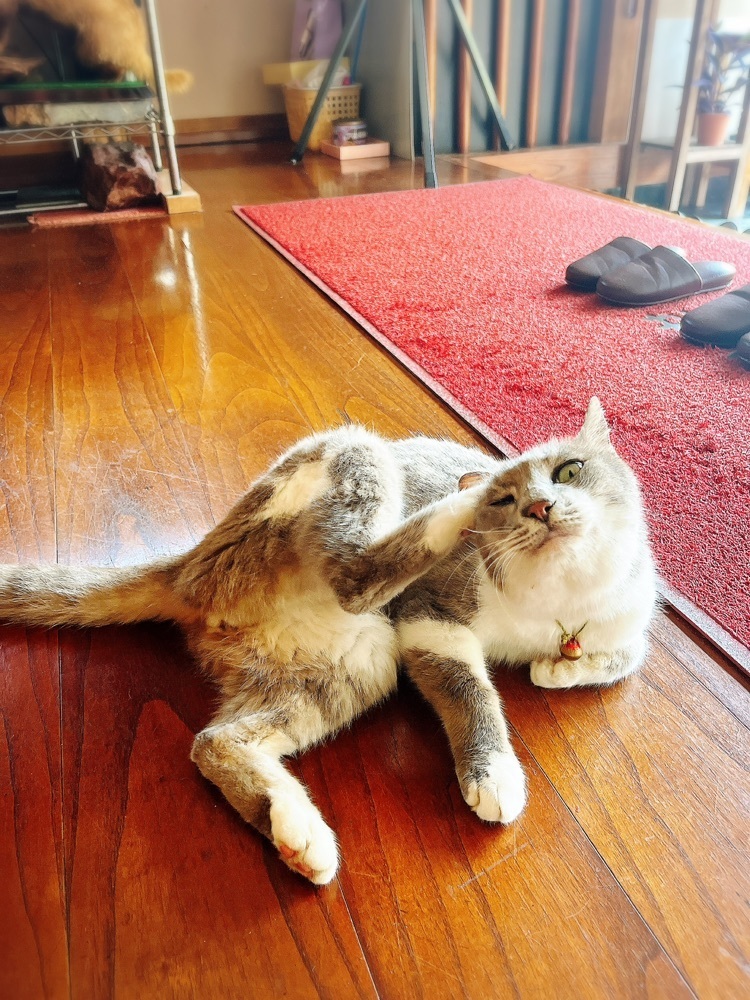 猫なぎ。さんが投稿した三川温泉スキー場に関する口コミの画像