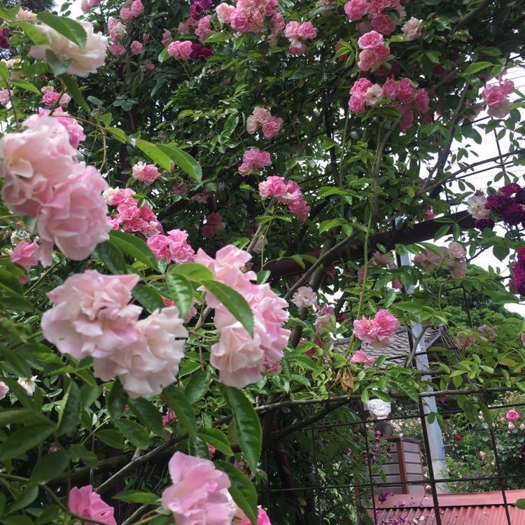 nana❁a♥︎✍︎さんが投稿した二宮家庭園「静勝園」とバラ園に関する口コミの画像