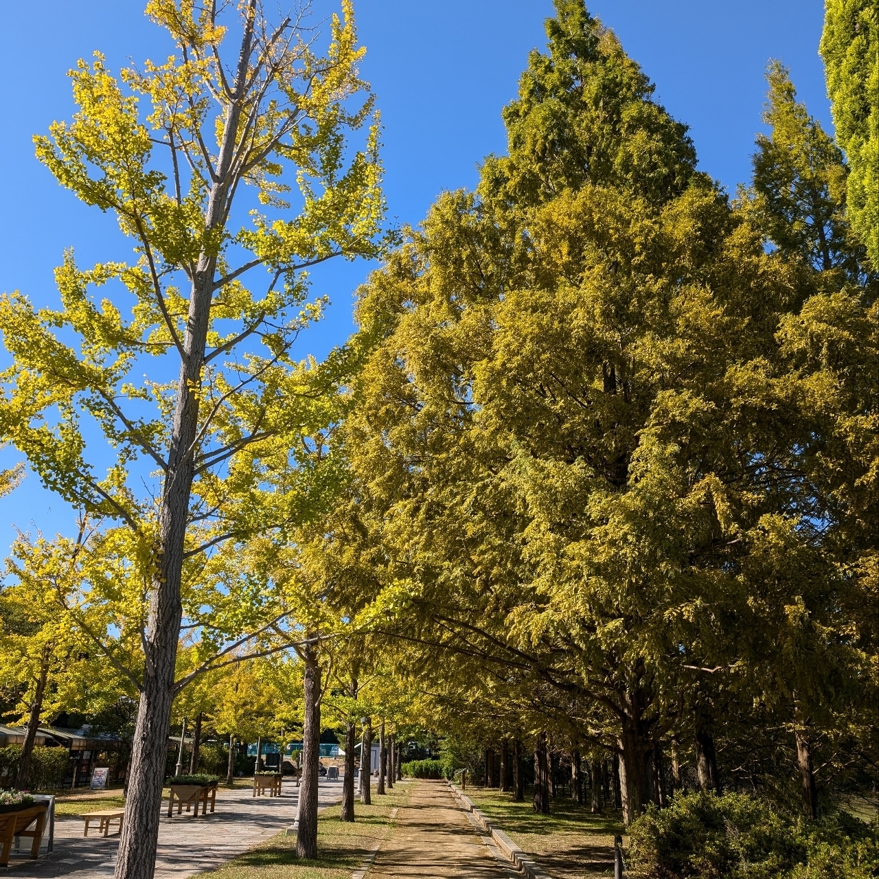 ぬっくさんが投稿したロクハ公園に関する口コミの画像