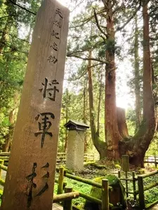 将軍杉
