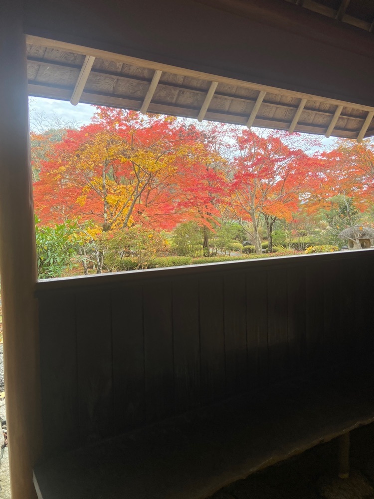 ポッキン　アンブレラさんが投稿した南湖公園翠楽園紅葉ライトアップに関する口コミの画像