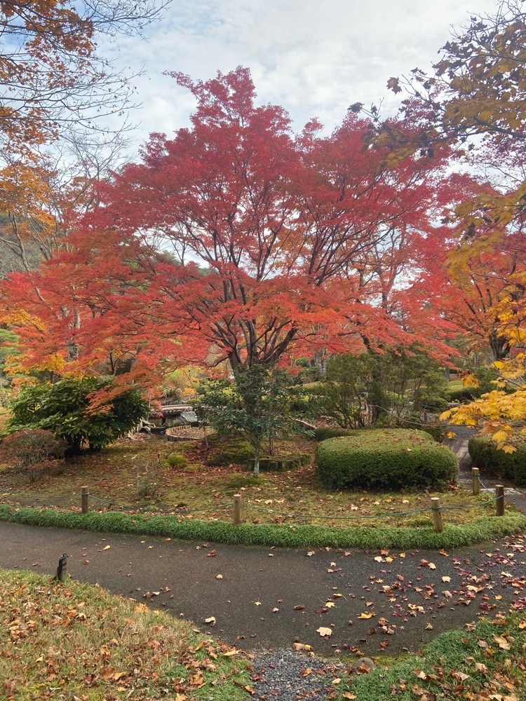 ポッキン　アンブレラさんが投稿した南湖公園翠楽園紅葉ライトアップに関する口コミの画像