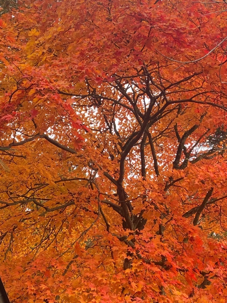 ポッキン　アンブレラさんが投稿した南湖公園翠楽園紅葉ライトアップに関する口コミの画像
