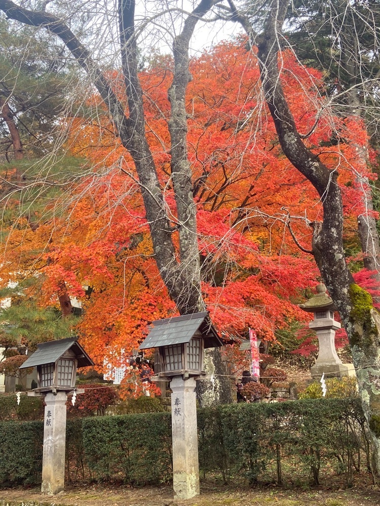 ポッキン　アンブレラさんが投稿した南湖公園翠楽園紅葉ライトアップに関する口コミの画像