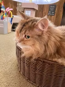 猫カフェ モカラウンジ 池袋東口店（CAT CAFE MOCHA）