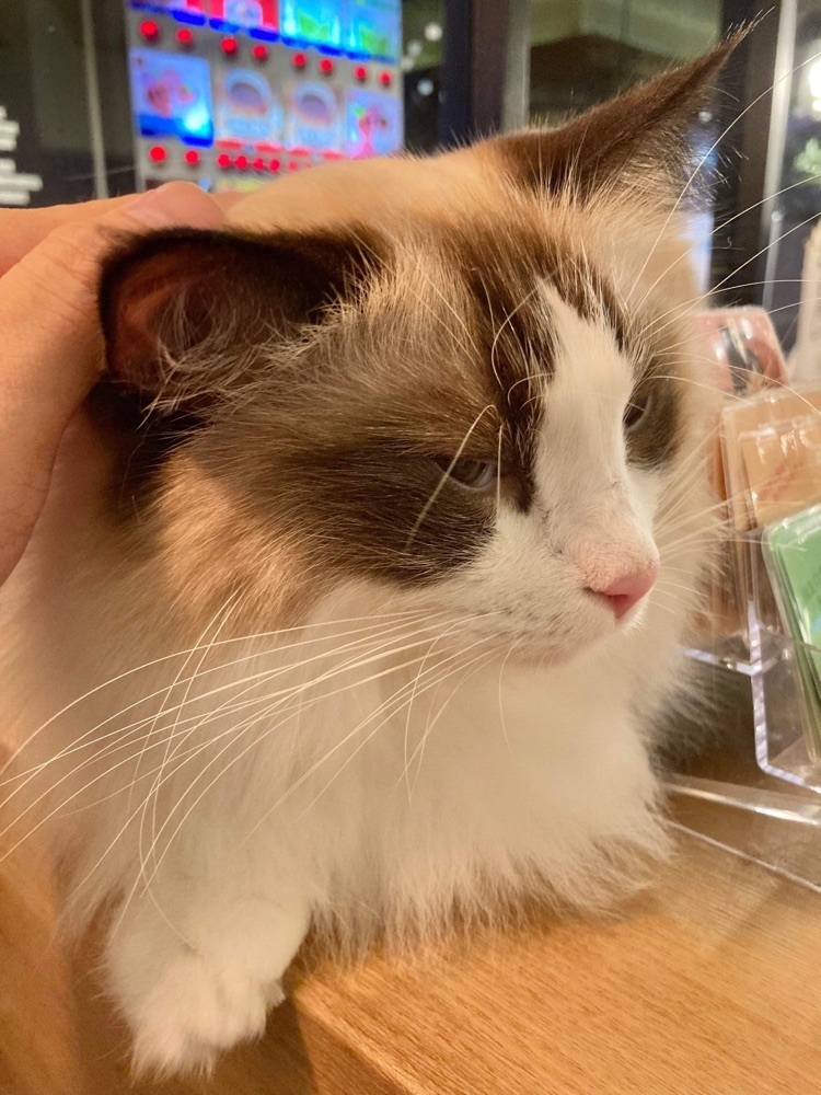 リトアニアの貴公子さんが投稿した猫カフェ モカラウンジ 池袋東口店（CAT CAFE MOCHA）に関する口コミの画像