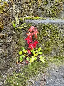 梅田ふるさとセンター