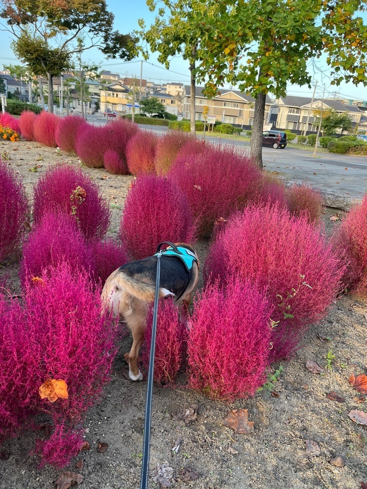 コバッチさんが投稿した多賀城地区緩衝緑地公園に関する口コミの画像