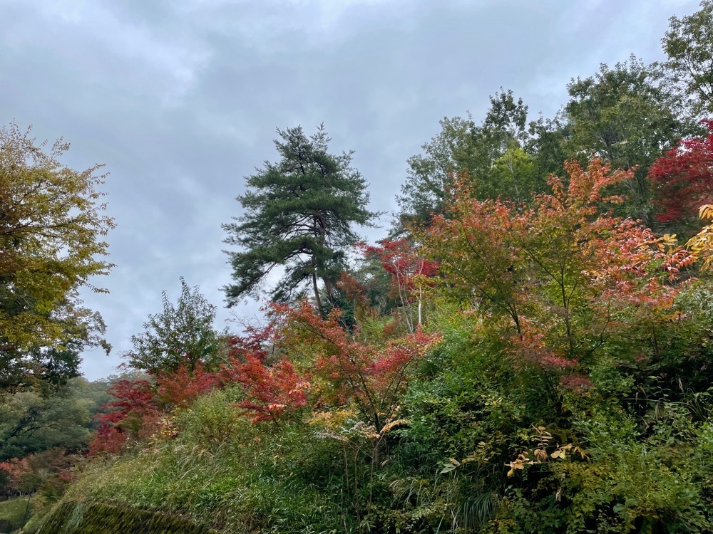 maaasanさんが投稿した織姫公園に関する口コミの画像