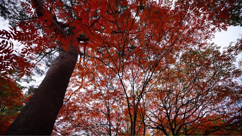 jamesさんが投稿した六義園 もみじ茶屋に関する口コミの画像