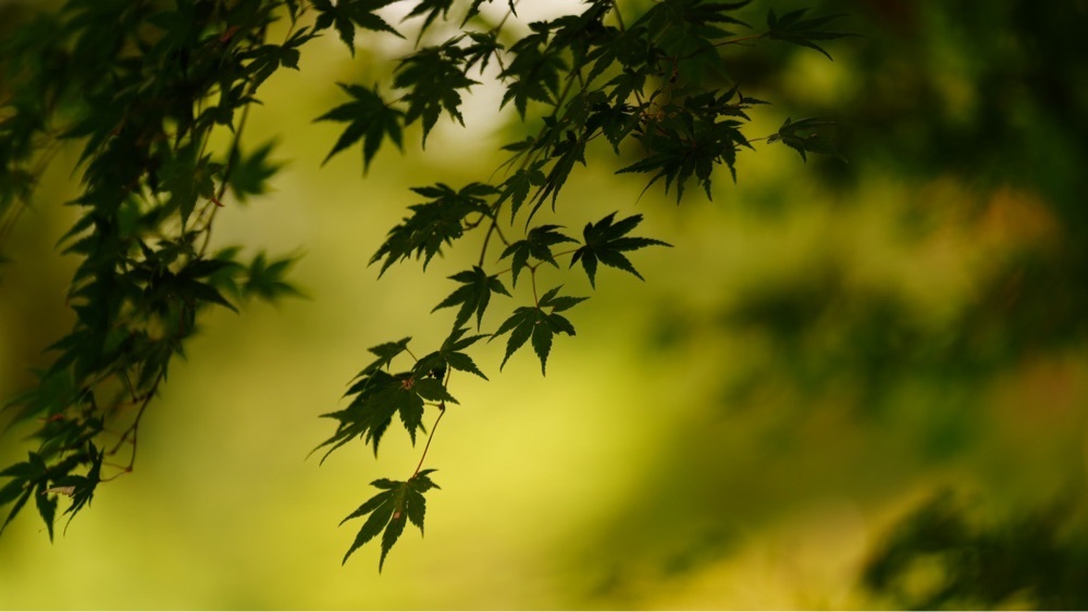 jamesさんが投稿した六義園 もみじ茶屋に関する口コミの画像
