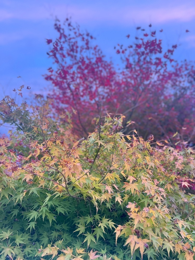 r_Rhapsodyさんが投稿した長門峡に関する口コミの画像