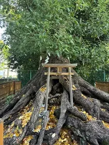 大鳥大社
