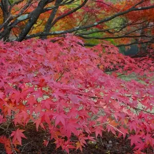 もみじ湖【箕輪ダム】