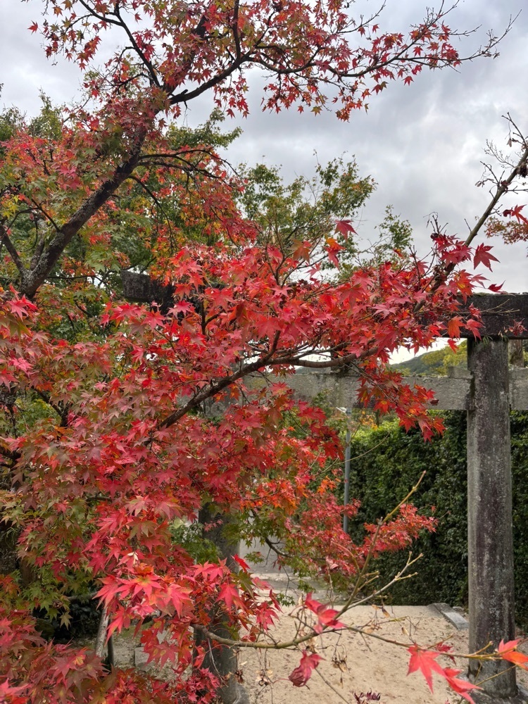 luckyさんが投稿した仁比山神社の桜に関する口コミの画像