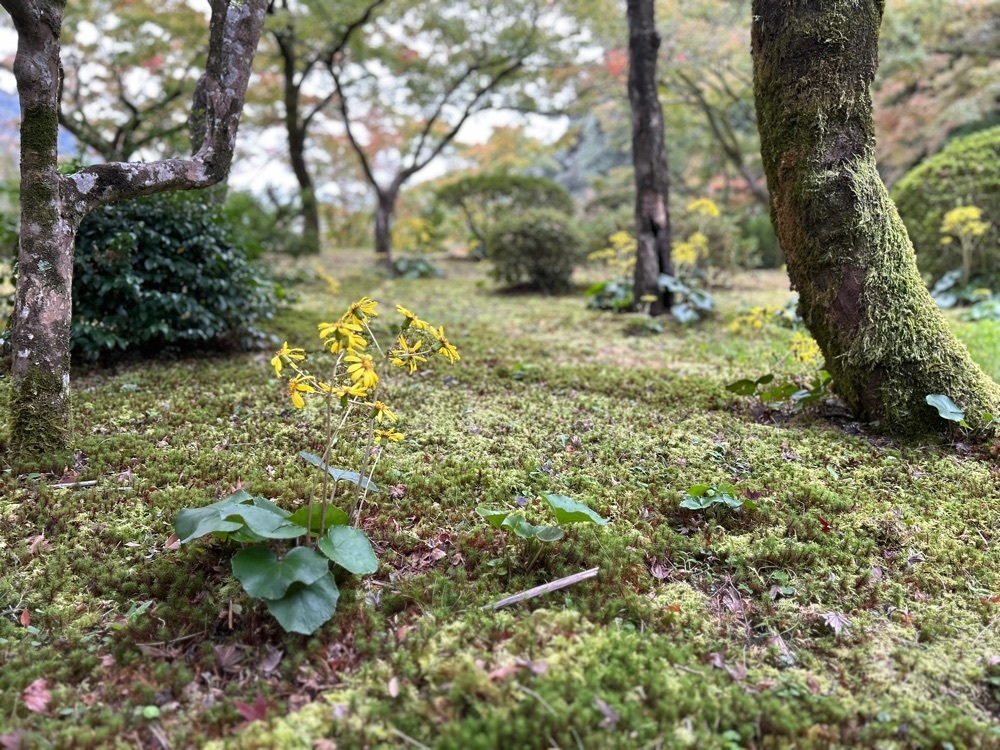 ま̤̮き̤̮さんが投稿した九年庵秋の一般公開に関する口コミの画像