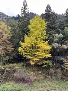 石舟橋 2枚目