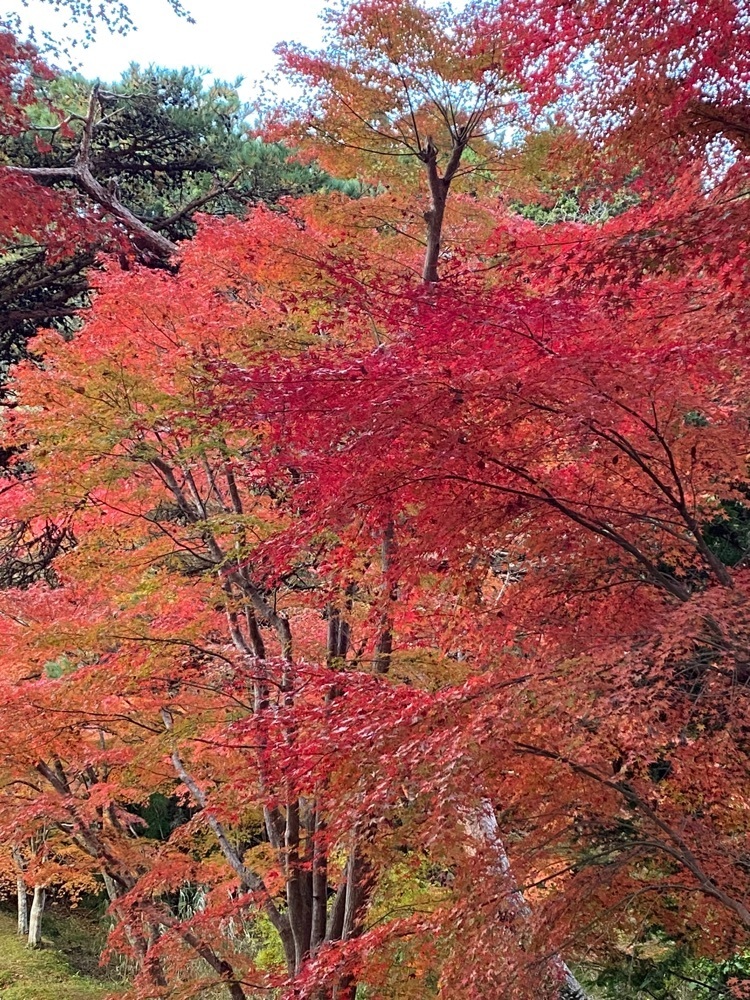 Musashiさんが投稿した扇谷の紅葉に関する口コミの画像