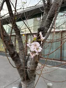 駿府公園のツツジ