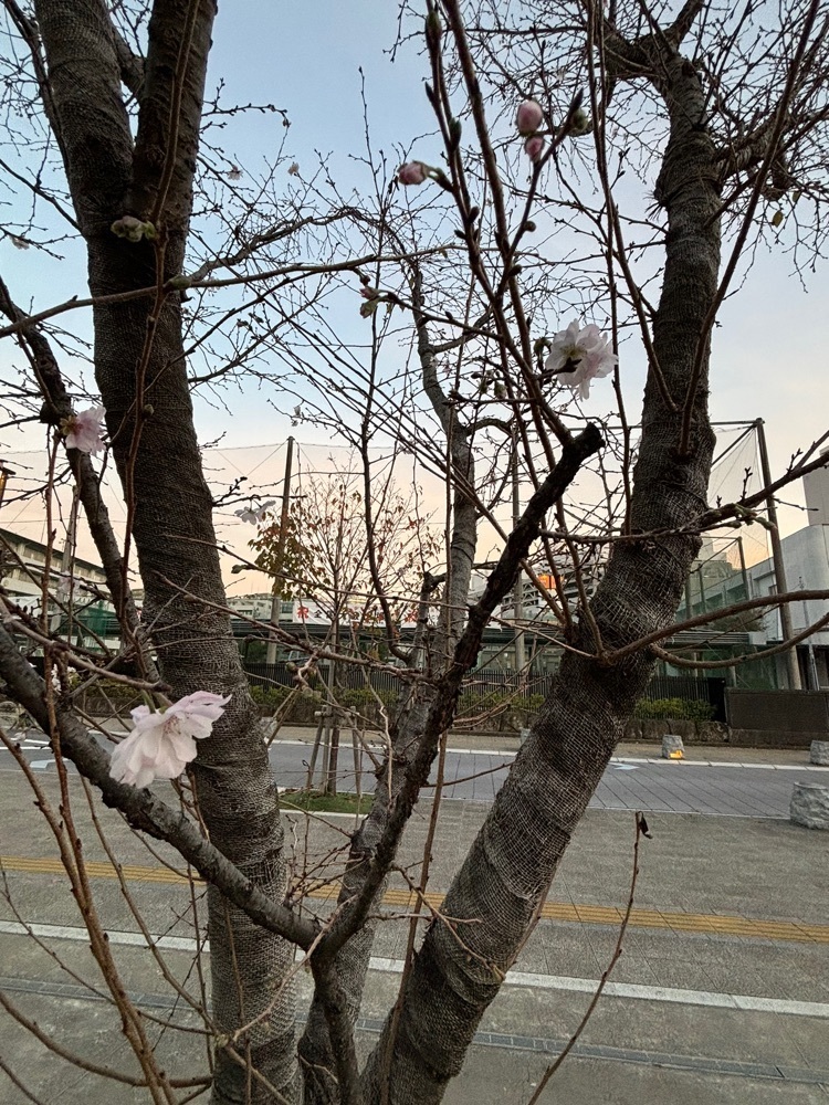 ぱっつんさんが投稿した駿府公園のツツジに関する口コミの画像